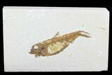 Detailed Fossil Fish (Knightia) - Wyoming #99783-1